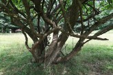 Cornus mas (European cornel, Dogwood) - bark
