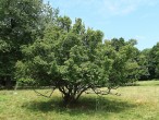 Cornus mas (European cornel, Dogwood) - Zádielska tiesňava (8/2020)