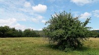 Cornus mas (European cornel, Dogwood) - Zádielska tiesňava (8/2020)