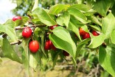 Cornus mas (European cornel, Dogwood)