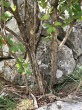 Berberis vulgaris (Common barberry) - bork