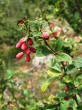 Berberis vulgaris (Common barberry)