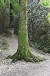 Fagus sylvatica (European beech) - bark (Zádielska Gorge 8/2020)