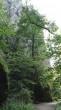 Fagus sylvatica (European beech) - Zádielska Gorge (8/2020)