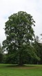 Acer platanoides (Norway maple, Milk maple) - Betliar Manor Nature Park (8/2020)