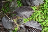 Corylus avellana (common hazel) - red-leaved form