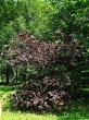 Corylus avellana (common hazel) - red-leaved form