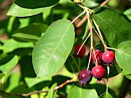 Amelanchier ovalis - mature flowers