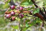 Amelanchier ovalis - small flowers before ripening with a remnant of the calyx