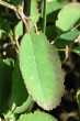 Amelanchier ovalis