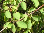 Amelanchier ovalis - twig with the leaves