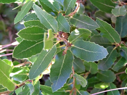 Quercus coccifera (Kermes oak)