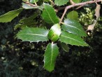 Quercus coccifera (Kermes oak)