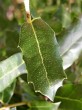 Quercus coccifera (Kermes oak)