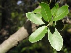 Quercus coccifera (Kermes oak)