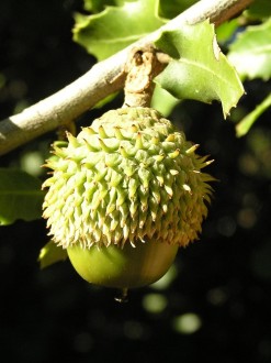 Quercus coccifera (Kermes oak)