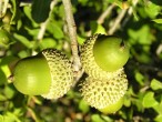 Quercus coccifera (Kermes oak)