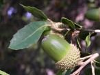 Quercus coccifera (Kermes oak)