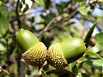 Quercus coccifera (Kermes oak)