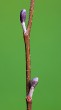 Alnus glutinosa (Sticky alder)