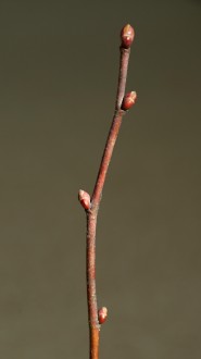Tilia platyphyllos (Large-leaved lime)