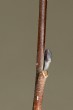 Alnus glutinosa (Sticky alder)