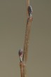 Alnus glutinosa (Sticky alder)