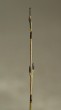 Salix purpurea (Purple willow) - flower buds