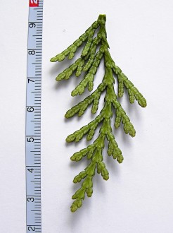 Thuja plicata (Thuja ciliate) - underside with silvery pattern