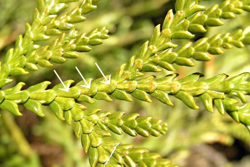 Thujopsis dolabrata (Japanese thuja) - central scales, upper side