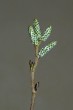 jelša zelená (Alnus alnobetula) - male (♂) catkins at the end of winter (3/2021)