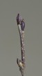 Alnus alnobetula (Green alder)