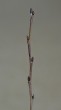 Alnus alnobetula (Green alder)