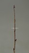 Alnus alnobetula (Green alder) - shoots are slightly pressed from the side
