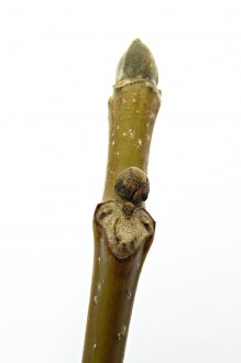 Juglans regia (Common walnut)