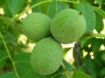 Juglans regia (Common walnut)
