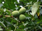 Juglans regia (Common walnut)