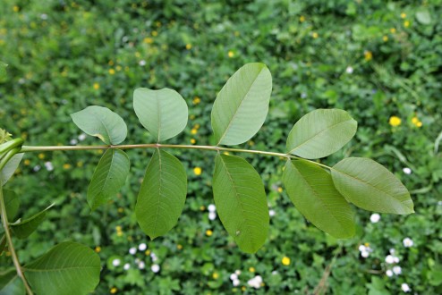 Juglans regia (Common walnut) - odd pinnate compound leaf