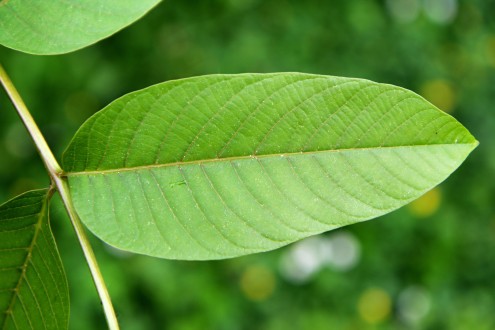 Juglans regia (Common walnut) - upper side of the leaf