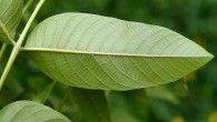 Juglans regia (Common walnut) - under side of the leaf