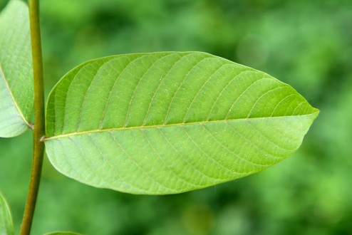 Juglans regia (Common walnut) - upper side of the leaf