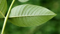 Juglans regia (Common walnut) - under side of the leaf