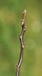 Juglans regia (Common walnut)
