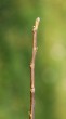 Juglans regia (Common walnut)