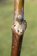 Juglans regia (Common walnut) - leaf trace