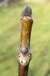 Juglans regia (Common walnut)