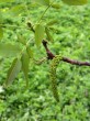 Juglans regia (Common walnut)