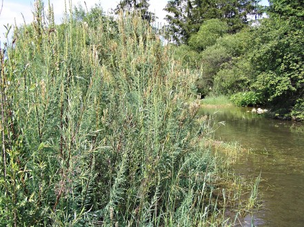 Myricaria germanica (German tamarisk)