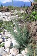 Myricaria germanica (German tamarisk)