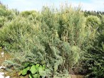 Myricaria germanica (German tamarisk)